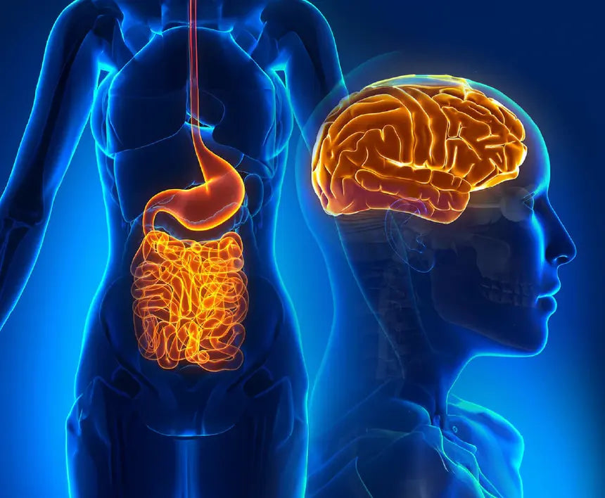 Microbiomul intestinal – al doilea nostru creier