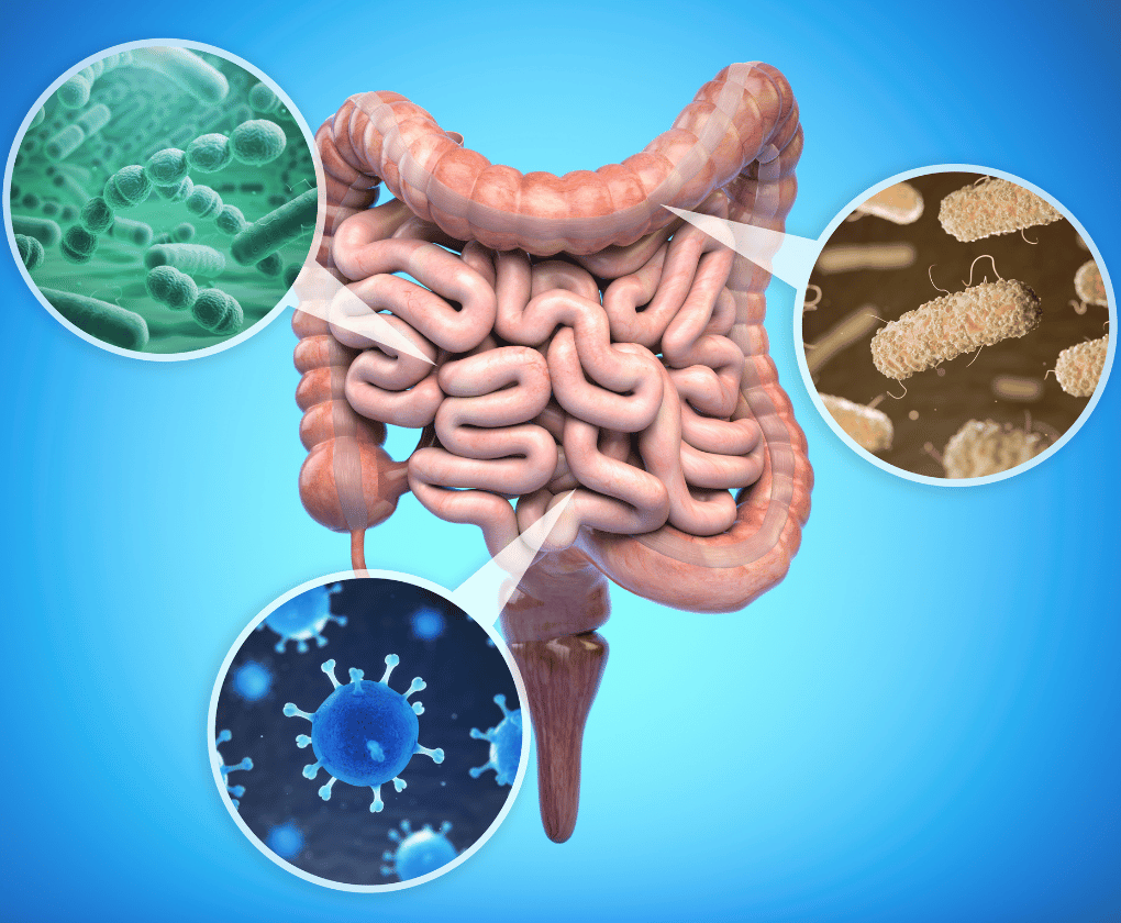 Microbiom și alergii: Ce rol joacă bacteriile din intestinele noastre?