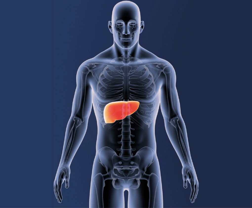 Un ficat sănătos și digestia - Cheia sunt intestinele?